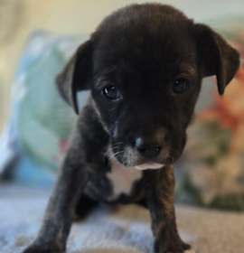 Photo of Gertrude (Dixie’s litter)