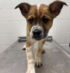 Photo of [Reindeer] Comet