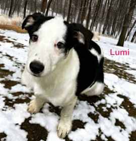Photo of Lumi