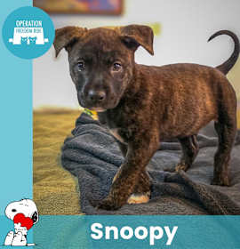 Photo of Snoopy