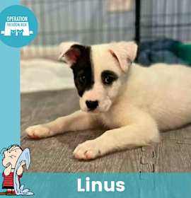 Photo of Linus