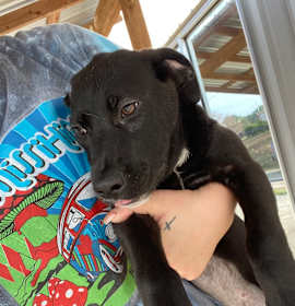 Photo of Robin - 111006T