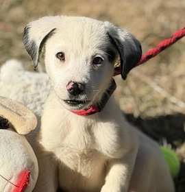 Photo of Green Apple