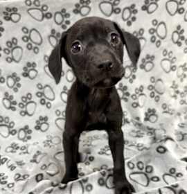 Photo of Morticia (willow)