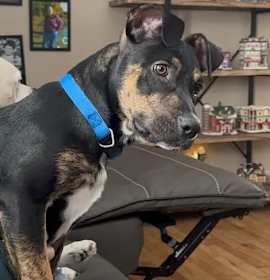 Photo of Prince Pudding - In Foster