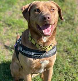 Photo of Dagwood (Daggy)