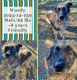 Photo of 2025-12-059 *Woody*