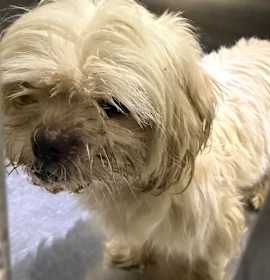 Photo of 12/24/2025-Stray-CrystalDrive-3