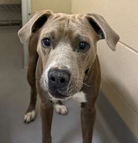 Photo of 12/24/2025-Stray-VictoryDrive