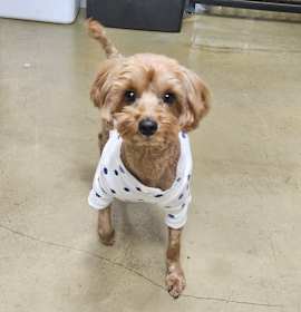 Photo of Aladdin (H)