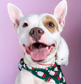 Photo of Paddy Cakes