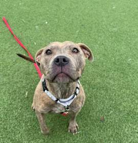 Millie Bobby 34 photo 1