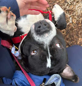 Dusty Dustin 41 photo 3