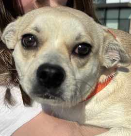 Billie Eilish photo 4