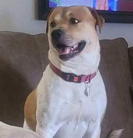 Photo of Sully (Cocoa)