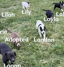 Photo of Lucys Puppies