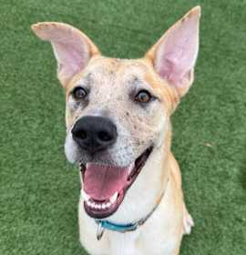 Photo of Huckleberry