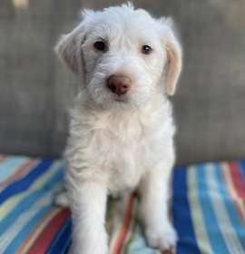 Photo of Sassie Pup - Witty