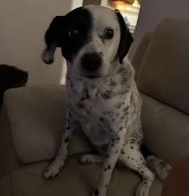 Photo of Lil Bit           1537