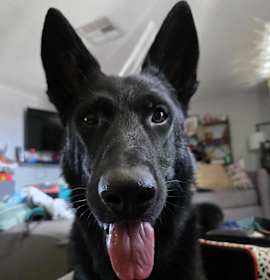 Photo of ohNo! (Arlo)