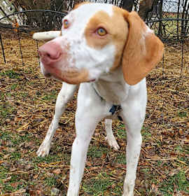 Photo of Clarice- Foster Home Needed