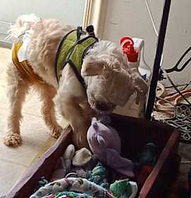 Jeb (PA) loves toys! photo 4