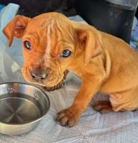 Photo of Kallen Rua (TN) sweet!