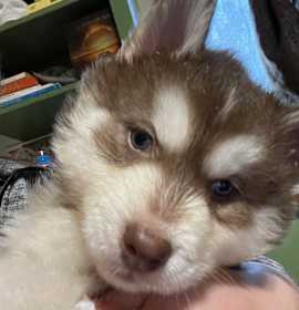 Photo of Prost (Yellow collar)