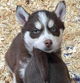 Photo of Aero (Light blue collar)