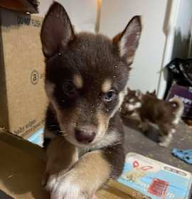 Photo of Lando (Dark Green Collar)