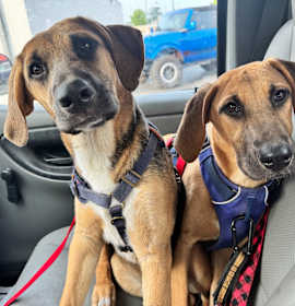 Photo of Mocha (and Hershey)