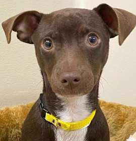 Photo of Snickerdoodle