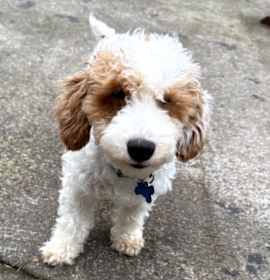 Photo of Dime Package