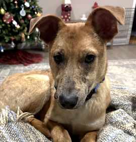 Photo of CT Payton (Fostered in Glastonbury, CT)