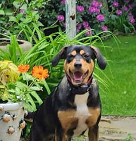 Photo of Rooney (Foster or Adopter Needed!)