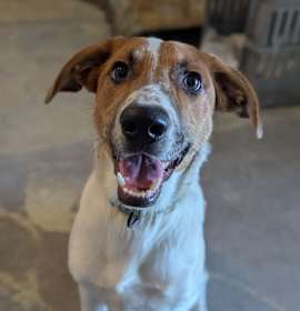 Photo of Mango Tango