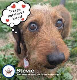 Photo of Stevie in TN