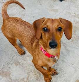 Photo of Millie  -  So Ca