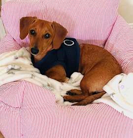 Millie  -  So Ca photo 3