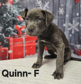 Photo of Quinn