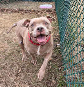 Photo of Shyla (In Foster)