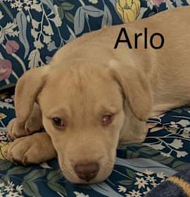 Photo of Arlo