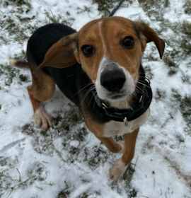 Photo of Clank (Blue Male)