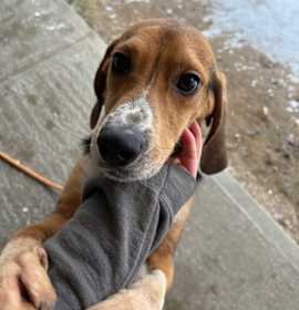 Photo of Blaze (Black)