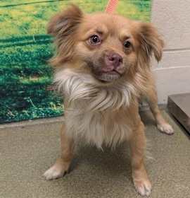 Photo of Robert - Foster or Adopt Me!