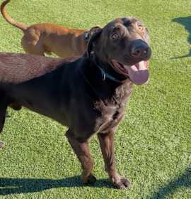 Photo of Rusty A2207574