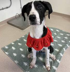 Photo of Beezus - Busy Bee