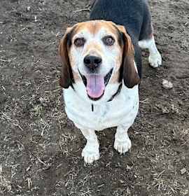 Photo of Rocky Ace Wags