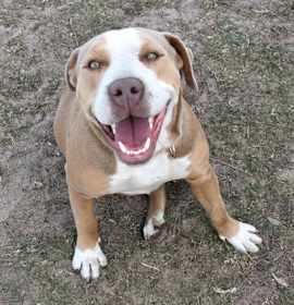 Photo of Stray Summerwood Pt Avail 1/3