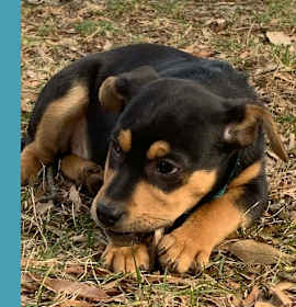 Jeremiah (Junie's Pups) 122025 photo 2